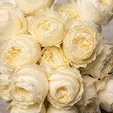 Rosaholics WINDSOR BLOOM, view 3