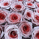 Rosaholics CUPID, view 2