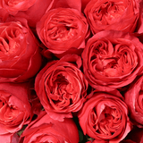 Rosaholics TANGERINE PEONY ROSE, view 2