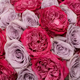 Rosaholics PURPLE EXPLOSION, view 2
