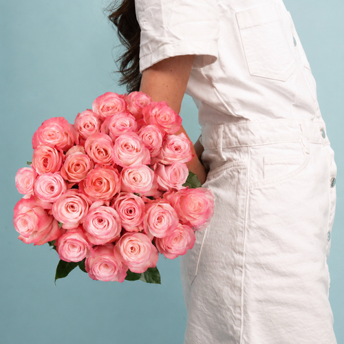 Rosaholics EASY TO LOVE