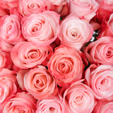 Rosaholics EASY TO LOVE, view 2