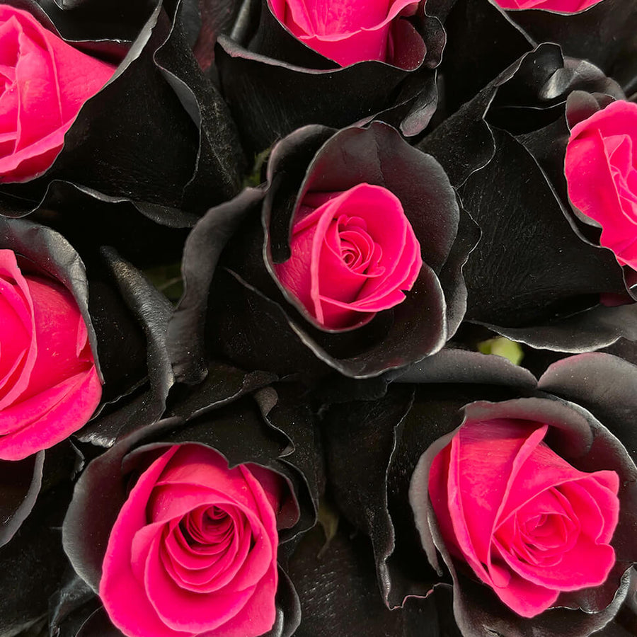 Rosaholics EROS