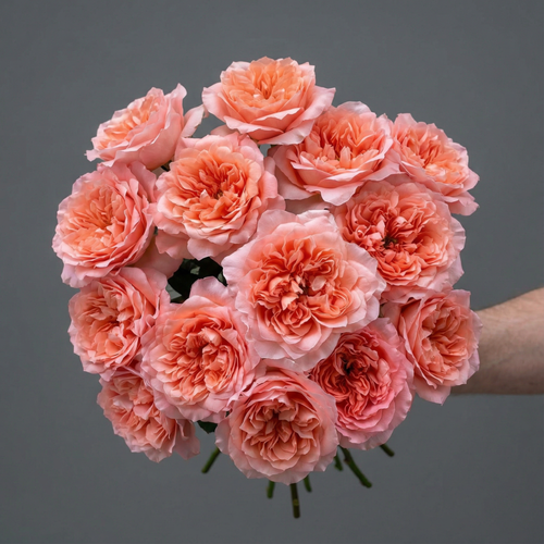 Rosaholics FIORI DโAMBRA