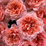 Rosaholics FIORI D’AMBRA, view 3