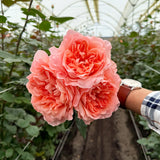 Rosaholics FIORI D’AMBRA, view 5