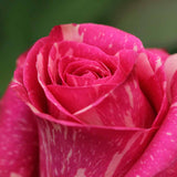 Rosaholics FOREVER, view 2
