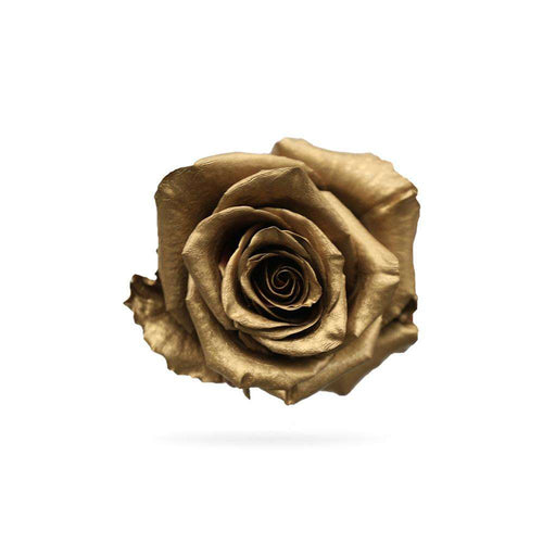 Rosaholics GOLD