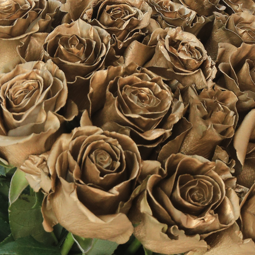 Rosaholics GOLDEN FROST