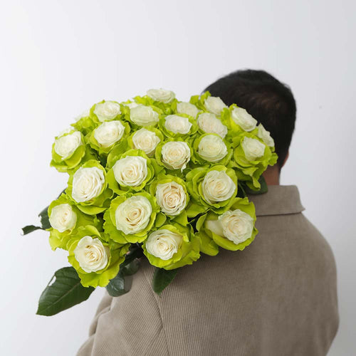 Rosaholics GREEN LIGHT