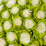 Rosaholics GREEN LIGHT, view 2