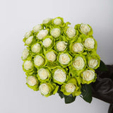 Rosaholics GREEN LIGHT, view 4
