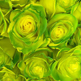 Rosaholics GRINCH SPIRIT, view 2