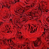 Rosaholics RUFFLED RED, view 2