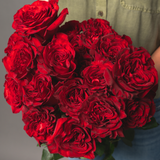 Rosaholics RUFFLED RED, view 4