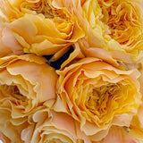 Rosaholics HONEY THEORY, view 2