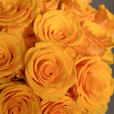Rosaholics HONEYLIGHT, view 2