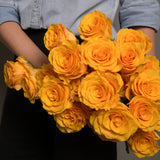 Rosaholics HONEYLIGHT, view 4