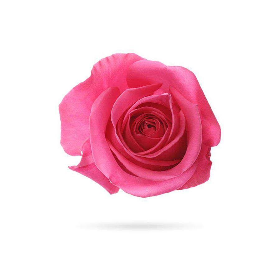 Rosaholics HOT PINK