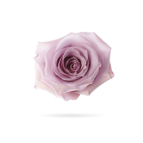 Rosaholics LAVENDER
