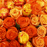 Rosaholics ORANGE EXPLOSION, view 2