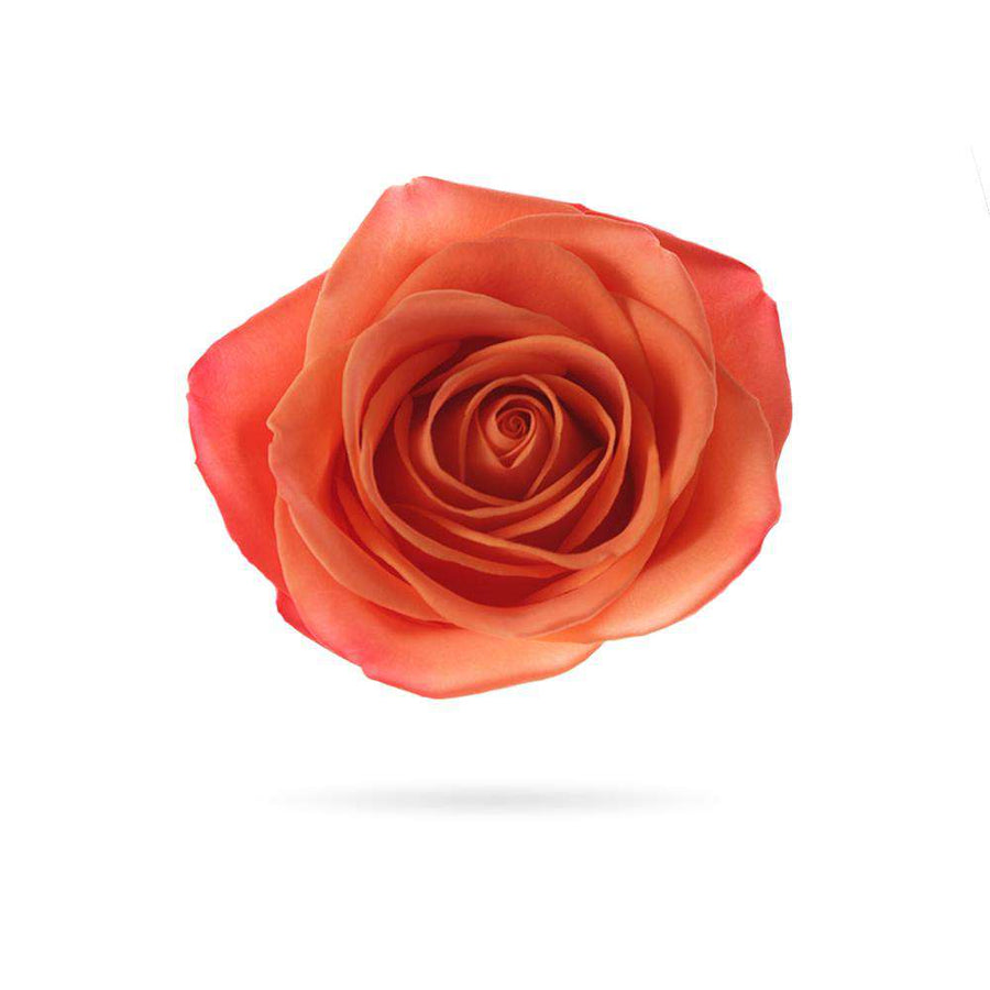 Rosaholics ORANGE