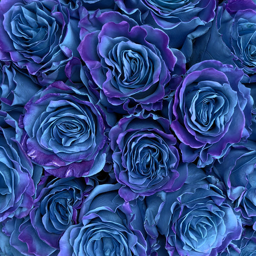 Rosaholics PANDORA WINTER