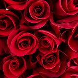 Rosaholics PASSION BLOOM, view 6