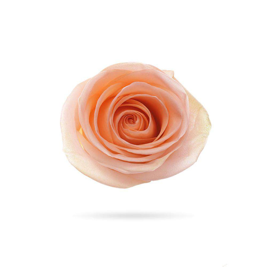 Rosaholics PEACH