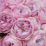 Rosaholics VINTAGE PEONY, view 2