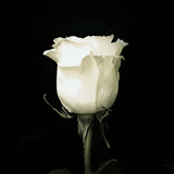 Rosaholics PHANTOM'S GLOW, view 2