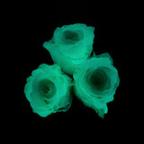 Rosaholics PHANTOM'S GLOW, view 3