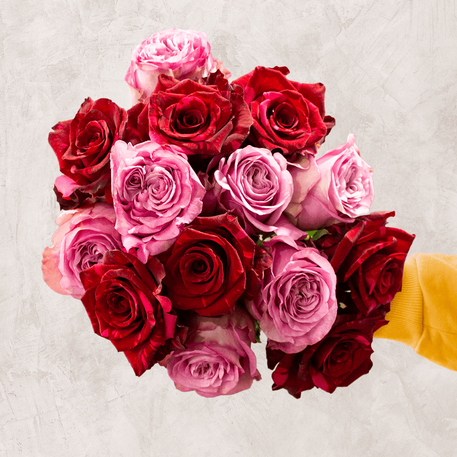 Rosaholics VELVET PASSION