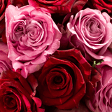 Rosaholics VELVET PASSION, view 2