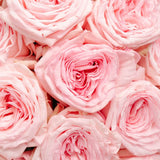 Rosaholics PINK SERENADE, view 2