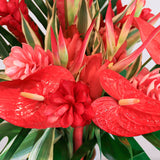 Rosaholics HAWAIIAN LOVE, view 2