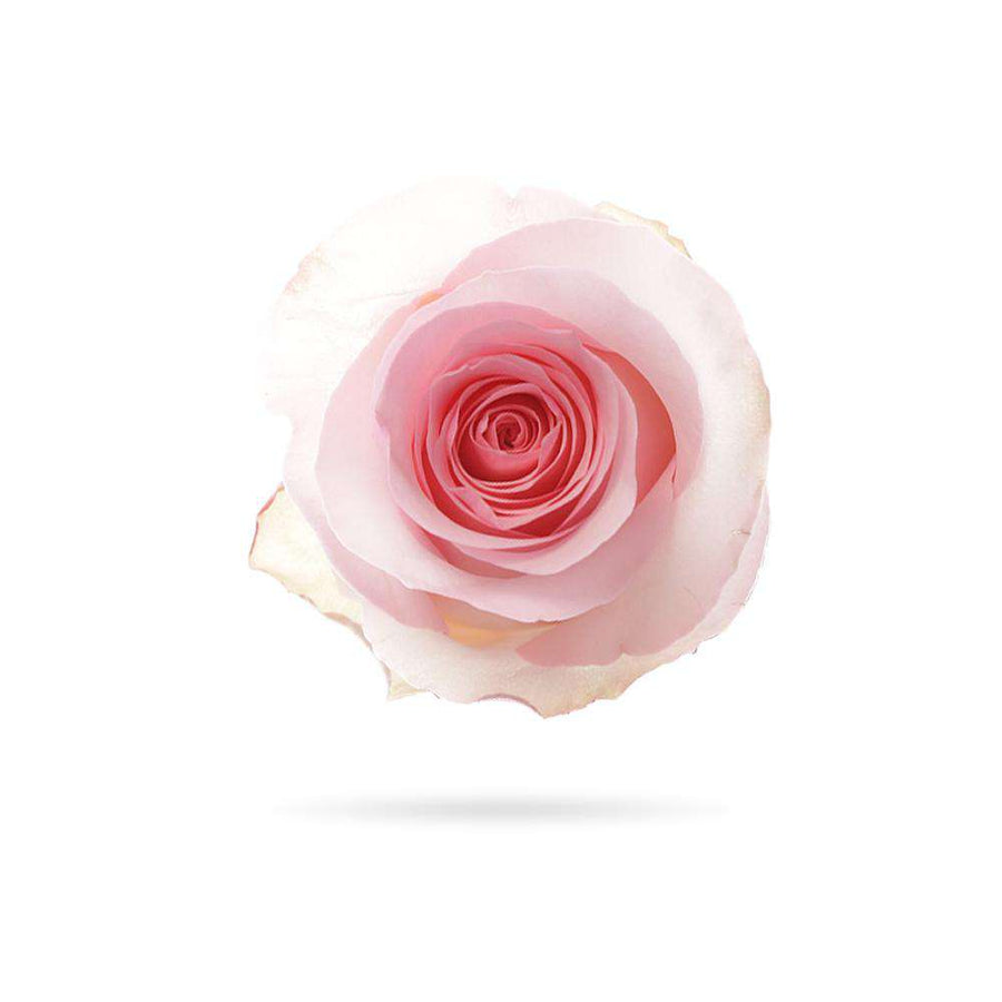 Rosaholics PINK