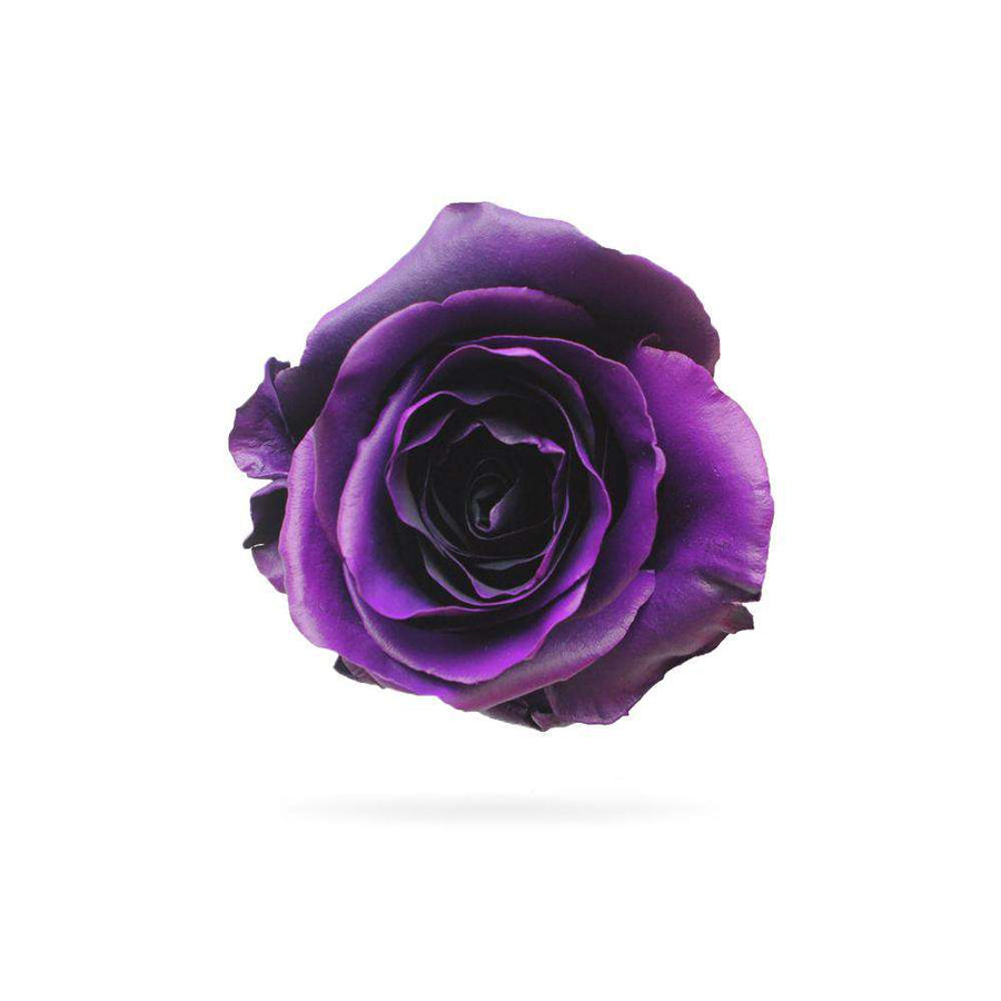 Rosaholics PURPLE STRAVAGANZZA