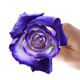 Rosaholics PURPLE VAUGHN, view 4