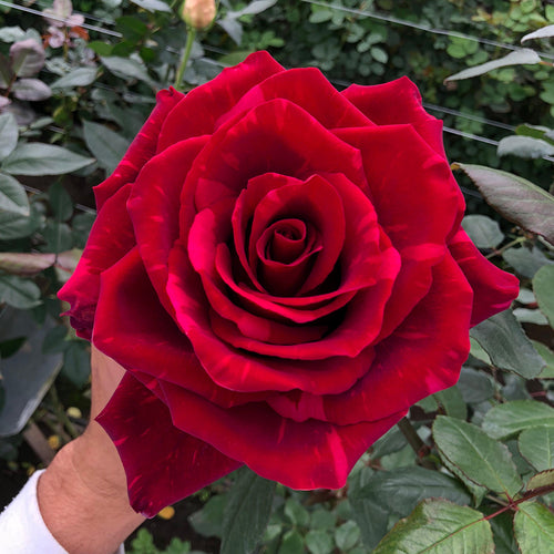 Rosaholics RED PANTHER