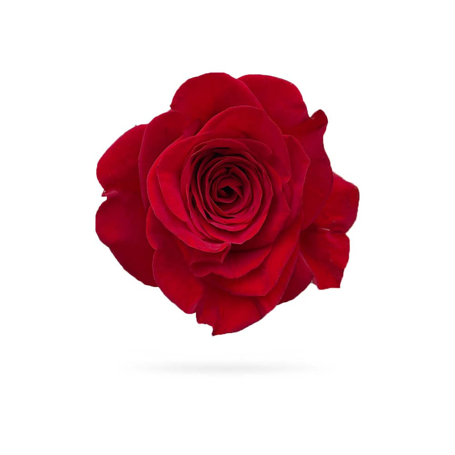 Rosaholics RED