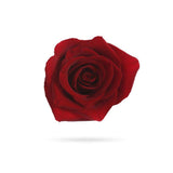 Rosaholics RED, view 2