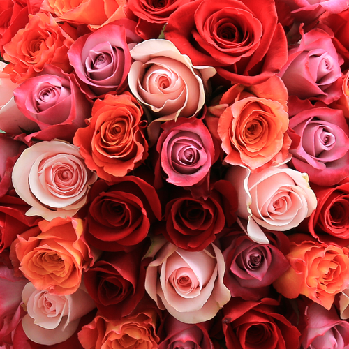 Rosaholics ROMANTIC