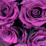Rosaholics SAVAGE BLOOM, view 2