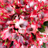 Rosaholics SEMPRE AURA, view 2