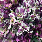 Rosaholics SEMPRE VIOLETTE, view 2