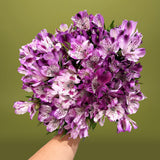 Rosaholics SEMPRE VIOLETTE, view 4