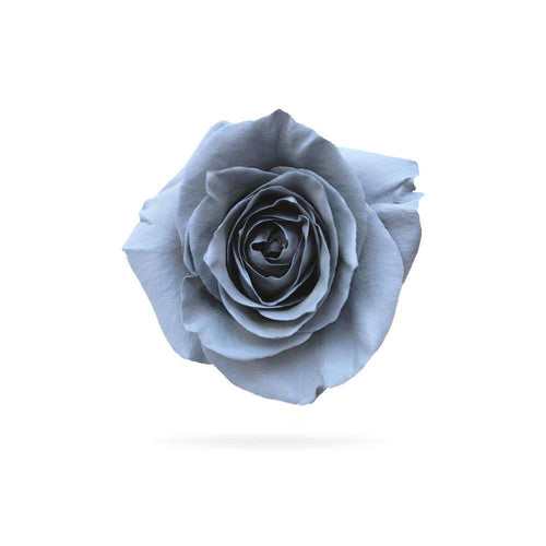 Rosaholics SILVER