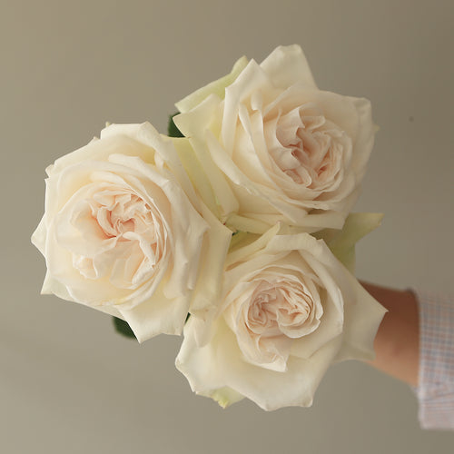 Rosaholics ROYAL WHITE
