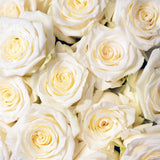 Rosaholics ROYAL WHITE, view 3